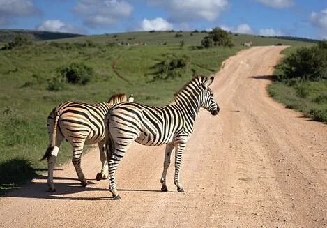 MARE TANZANIA